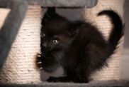 A small black kitten sticks his claws into a scratching post while playing.