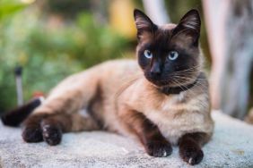 Domestic Siamese cat, similar to the one who saved his family by alerting them to house fire before bravely passing away as a hero in Maryland, laying on a stone table.