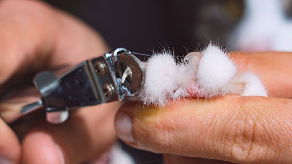 Close up of cat claws trimming with nail clipper or claws trimmer. University of California-Davis is looking for foster parents with kittens to help lessen their stress while grooming.