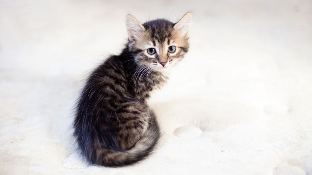 Tiny tabby kitten, similar to the one stolen from a humane society in Lansing, Michigan, sitting against a white background.