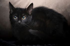 A black cat with large yellow eyes observes his surroundings uncertainly. Looks similar to the kitten who was rescued from a storm drain in Denver, Colorado.