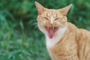 Orange rabid cat, similar to the one who died after biting their owner in Polk County, Florida, threateningly hissing at the camera.