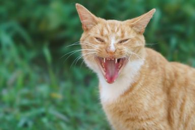 Orange rabid cat, similar to the one who died after biting their owner in Polk County, Florida, threateningly hissing at the camera.