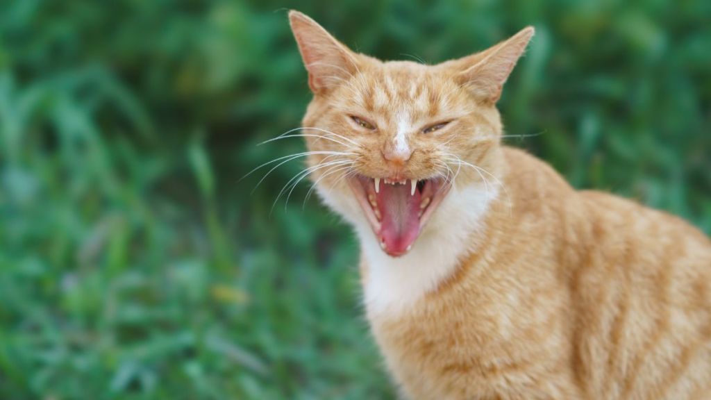 Orange rabid cat, similar to the one who died after biting their owner in Polk County, Florida, threateningly hissing at the camera.