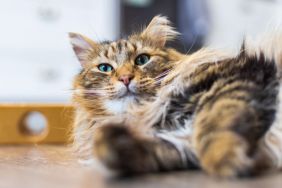 Longhair brown tabby cat, similar to the social media-famous feline who was recently banned from Boots in Didcot, Oxfordshire, UK, lying down on hardwood floor.