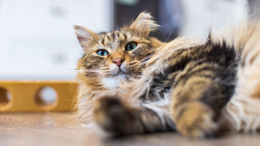 Longhair brown tabby cat, similar to the social media-famous feline who was recently banned from Boots in Didcot, Oxfordshire, UK, lying down on hardwood floor.