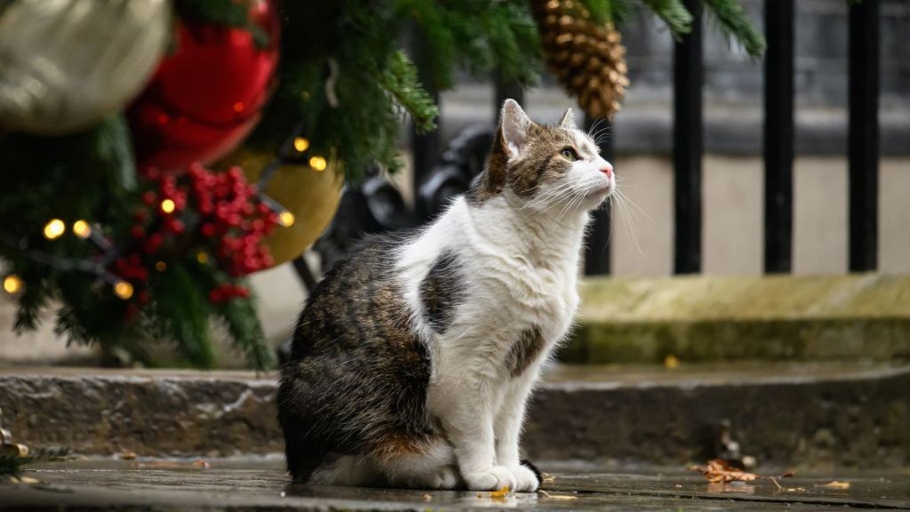 Larry the cat is seen outside the door of number 10, Downing Street on December 05, 2023 in London, England. He will be welcoming his 6th UK prime minister, Keir Starmer.