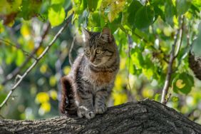 Gray tabby young cat sitting on a tree branch, similar to the kitty who survived a 70-foot fall in Webster, Massachusetts.