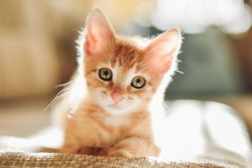 Tiny orange kitten, similar to the one rescued from a car muffler by firefighters in Howell, Michigan, tilting their head sideways, looking into the camera.