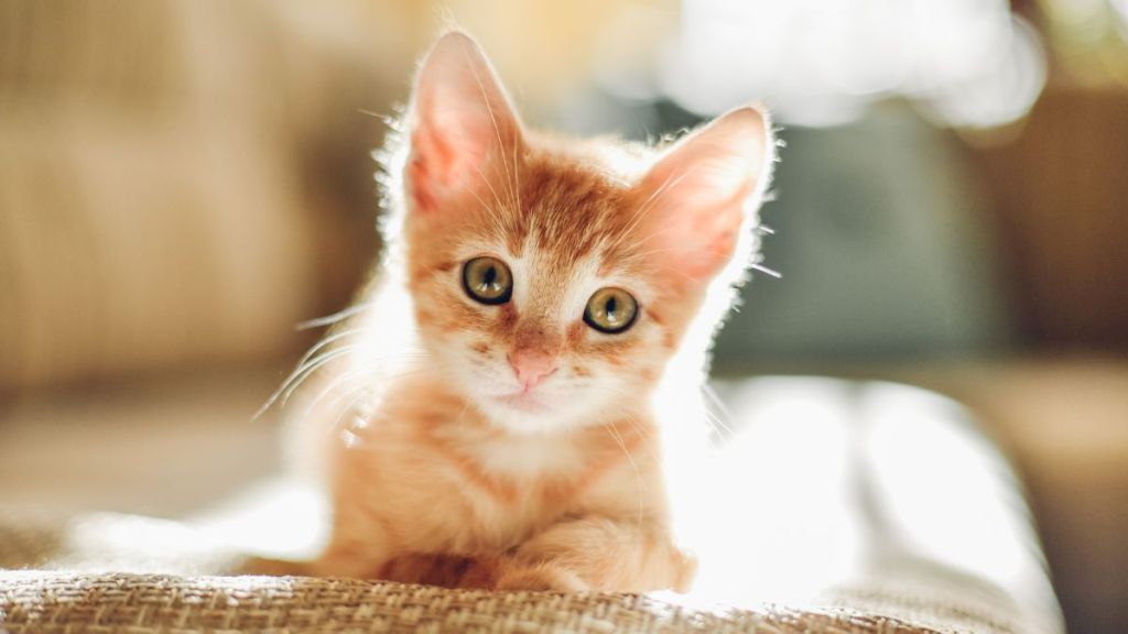 Tiny orangish  kitten, akin  to the 1  rescued from a car   muffler by firefighters successful  Howell, Michigan, tilting their caput  sideways, looking into the camera.