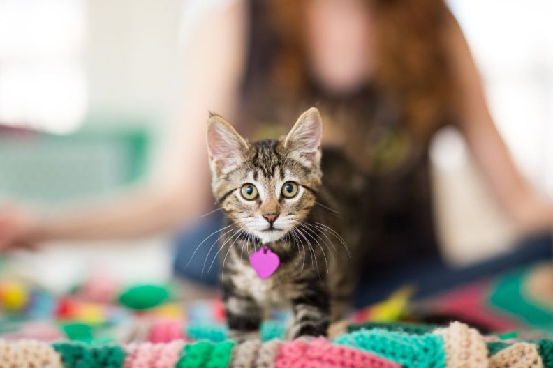 A tabby kitten, similar to the one who turned out to be an escape artist and got himself adopted out of a Florida shelter using his hidden talent, looks curiously at the camera while a woman sits out of focus in the background.
