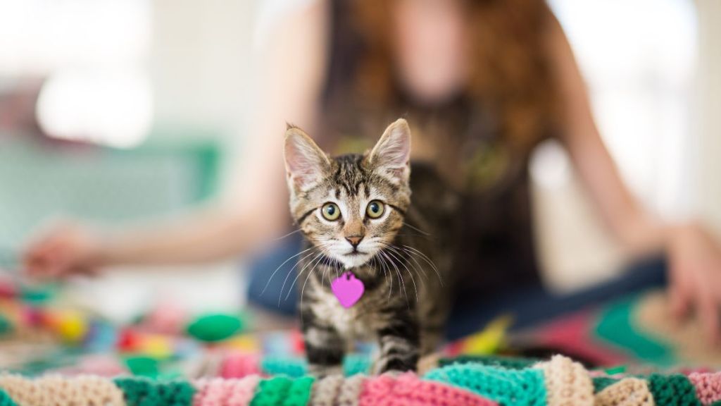 A tabby kitten, similar to the one who turned out to be an escape artist and got himself adopted out of a Florida shelter using his hidden talent, looks curiously at the camera while a woman sits out of focus in the background.