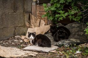 Three stray cats looking straight at camera. With the policy change of Animal Humane Society, a shelter in Minneapolis, Minnesota, animal lovers are concerned about an increase in the feral cat population.