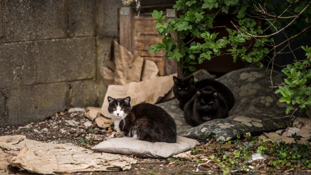 Three stray cats looking straight at camera. With the policy change of Animal Humane Society, a shelter in Minneapolis, Minnesota, animal lovers are concerned about an increase in the feral cat population.