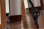 Cute black cat keeps getting lost after her owners move houses, from an apartment to a big house.