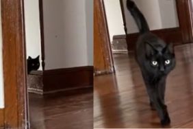 Cute black cat keeps getting lost after her owners move houses, from an apartment to a big house.