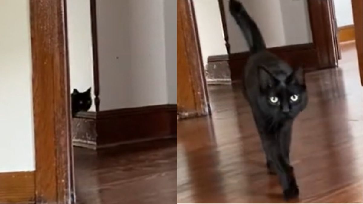Cat 'Keeps Getting Lost' After Move From Apartment to House
