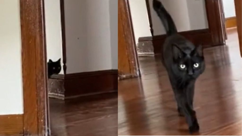 Cat ‘Keeps Getting Lost’ After Move From Apartment to House