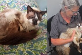 Cat who had gone missing for 11 years finally reunites with his human