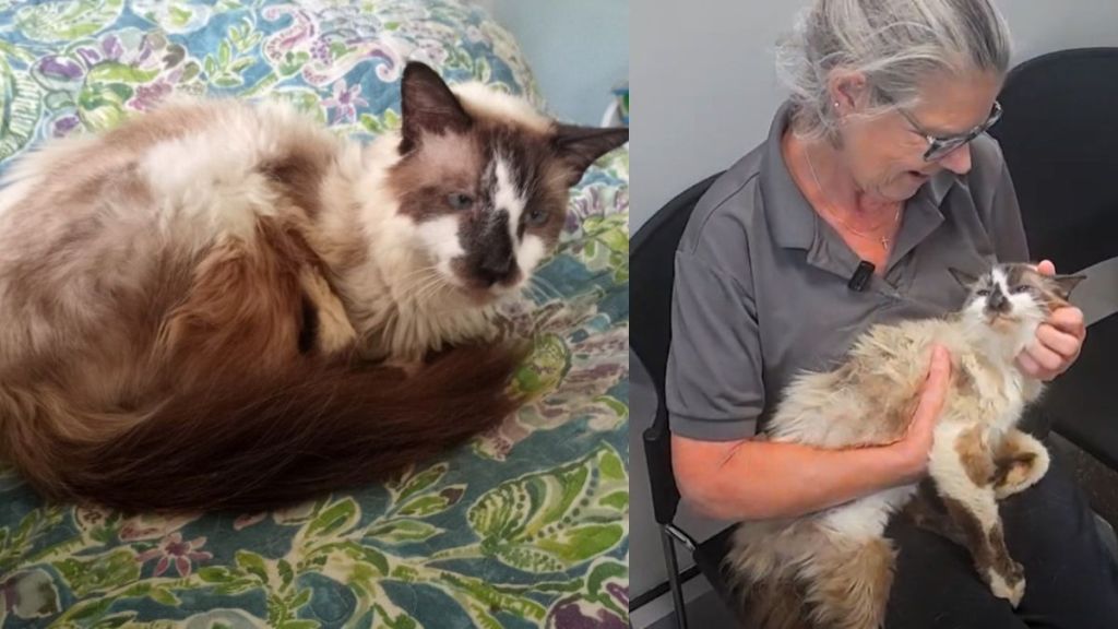 Cat who had gone missing for 11 years yet   reunites with his human