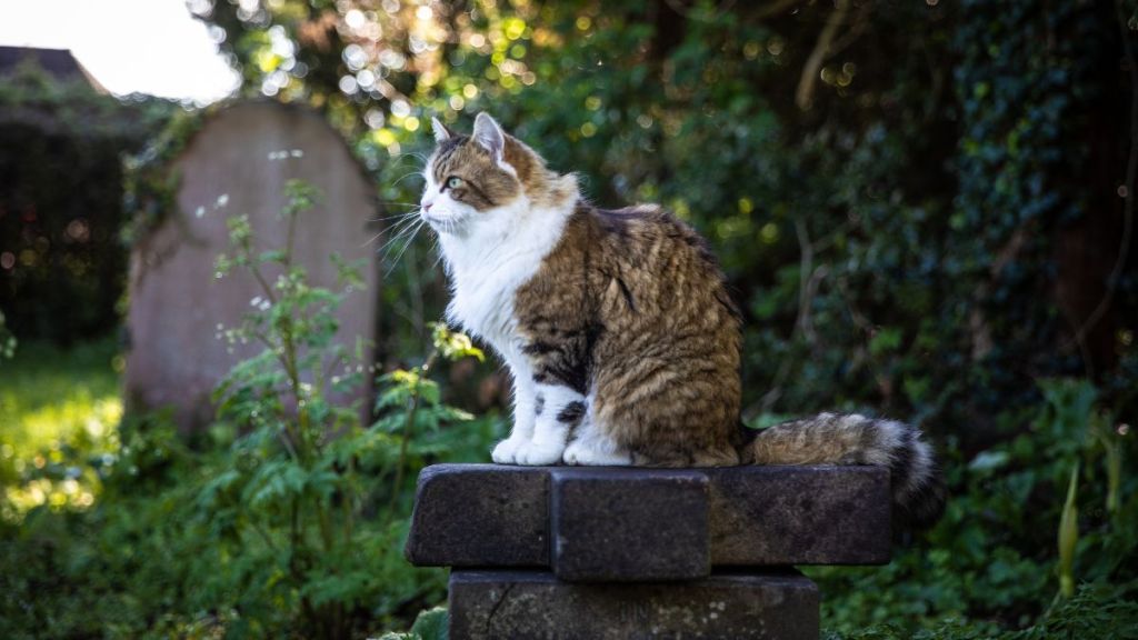 A feline in a sunny graveyard. A study recently showed that cats do indeed feel grief and mourn fellow pets.