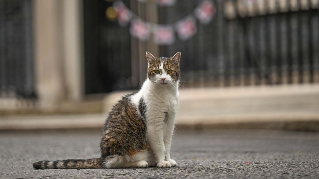 Chief Mouser Larry the Cat sits astatine  the 10 Downing Street during the play   Cabinet gathering  successful  London, United Kingdom connected  July 09, 2024.