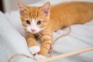 A young cat, who looks similar to the 4-eared kitten named Audio in Tennessee, playing with his favorite toy.