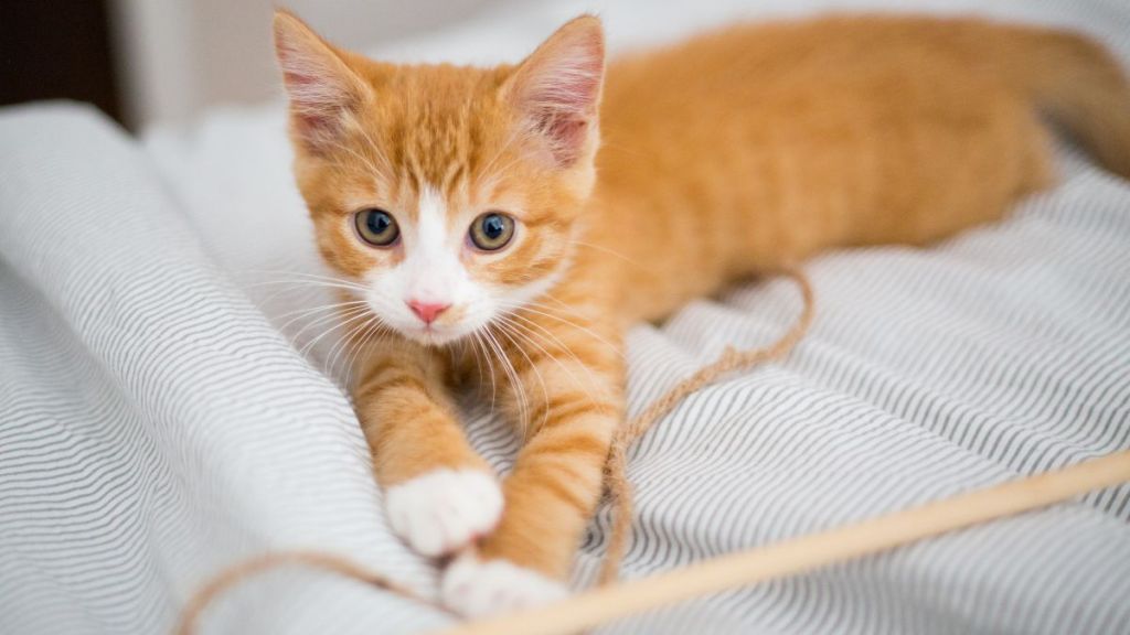 A young cat, who looks similar to the 4-eared kitten named Audio in Tennessee, playing with his favorite toy.