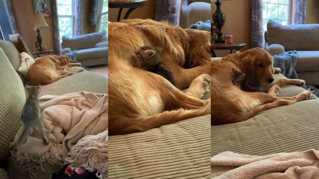 Cuddle bug kitten abandons proprietor  to snuggle up   with canine  brother, an adorable Golden Retriever respective  times his size.