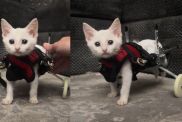 Paralyzed kitten named Scoot taking her first steps in wheelchair in viral TikTok video