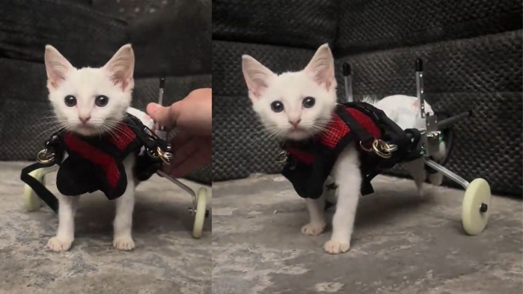 Paralyzed kitten named Scoot taking her archetypal  steps successful  wheelchair successful  viral TikTok video