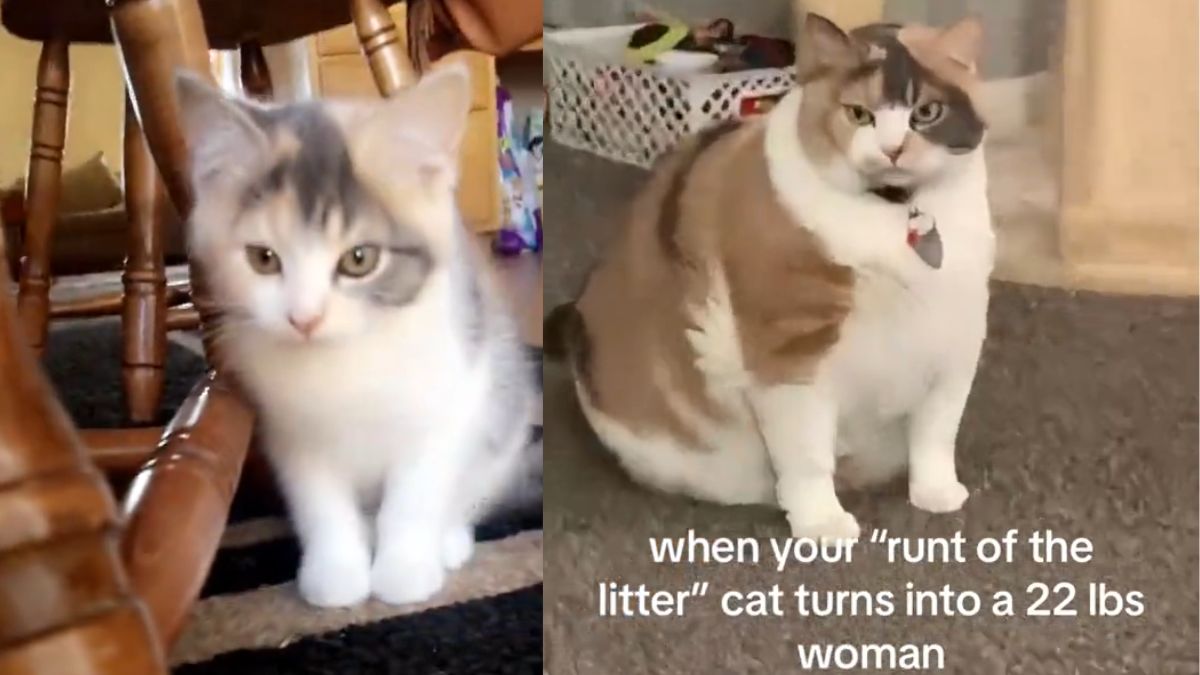 Kitten Who Was the 'Runt of the Litter' Grows up Into a 22Pound Cat