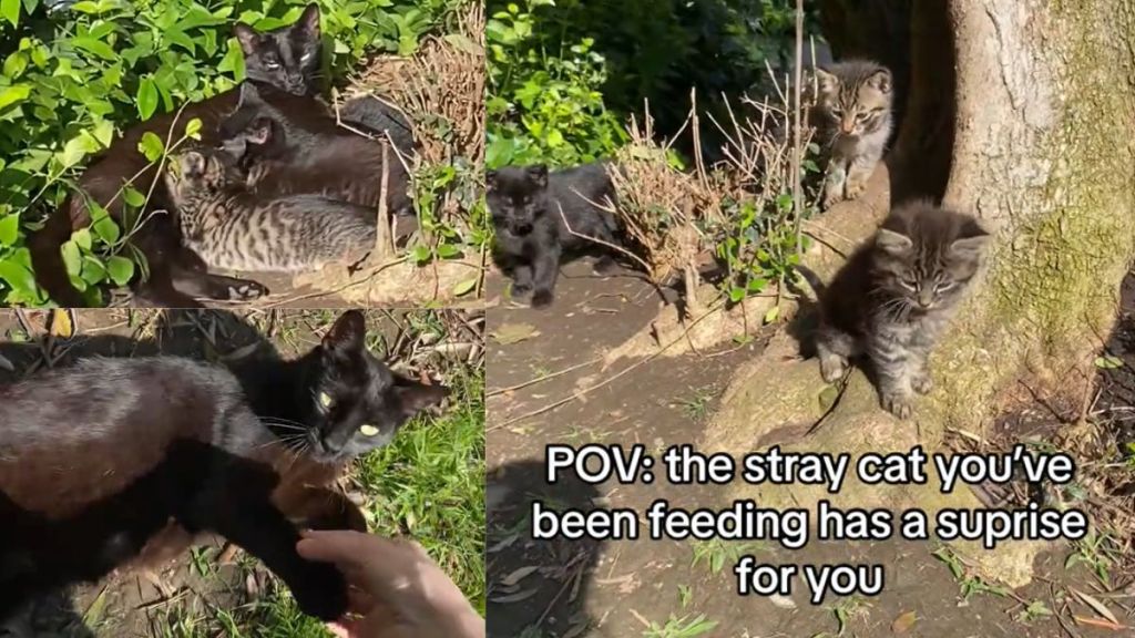 Shy stray feline  opens up   and has a astonishment  for the quality  she befriends, revealing her adorable kittens successful  viral TikTok video.