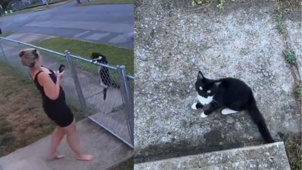 Cat organisation  was hard   astatine  enactment    arsenic  stray chooses canine  ma  arsenic  her quality  and seeks her assistance   with kittens.