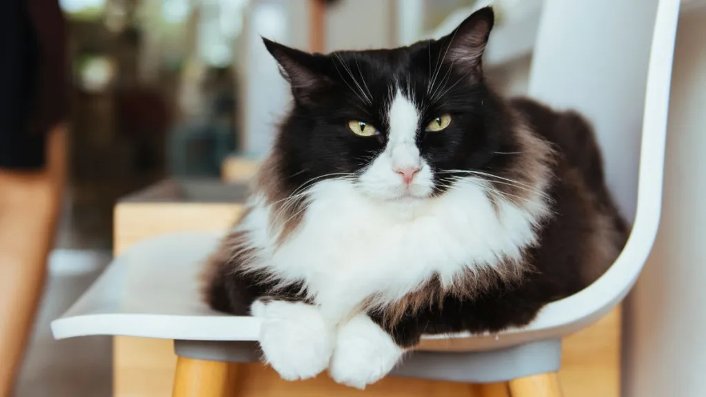 Fluffy cat, who looks akin  to the feline who won the feline  of the twelvemonth  award, looking astatine  camera, portion    lying connected  seat  successful  a location   with Scandinavian-style decor.