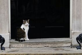 new kitten Downing Street