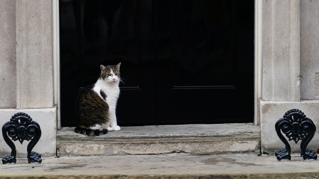 new kitten Downing Street