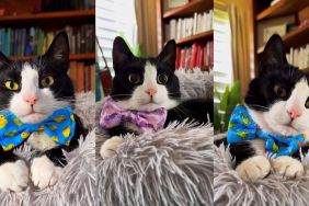 Tuxedo cat Lenny Lu does the Paging Dr. Beat trend on TikTok to flaunt his impressive bow tie collection.