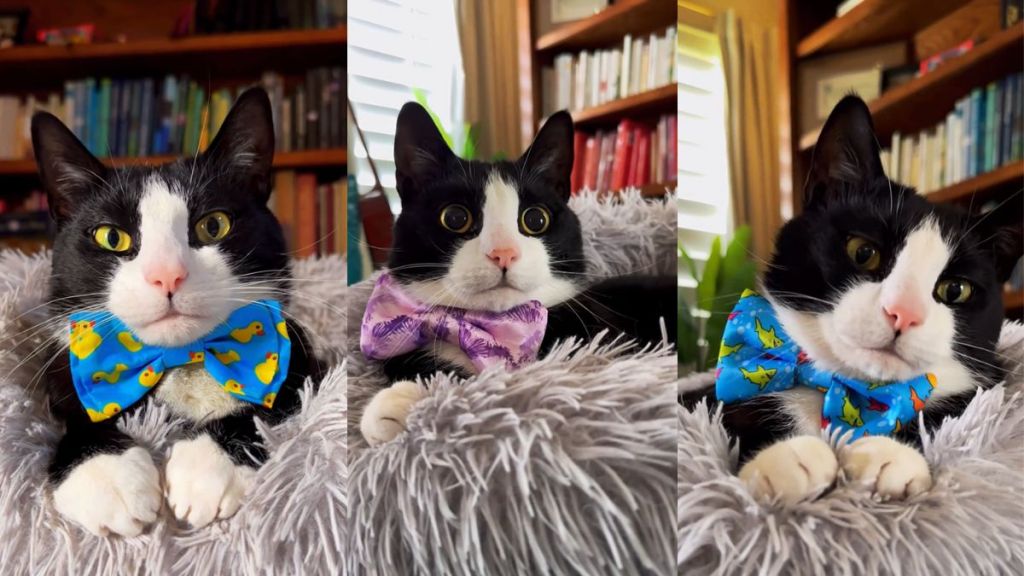 Tuxedo cat Lenny Lu does the Paging Dr. Beat trend on TikTok to flaunt his impressive bow tie collection.