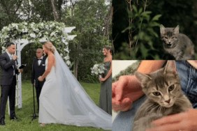 viral wedding kitten