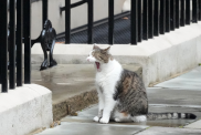 Larry the cat makes an appearance in Downing Street on July 5, 2024 in London, England. The Labour Party won a landslide victory in the 2024 general election, ending 14 years of Conservative government.