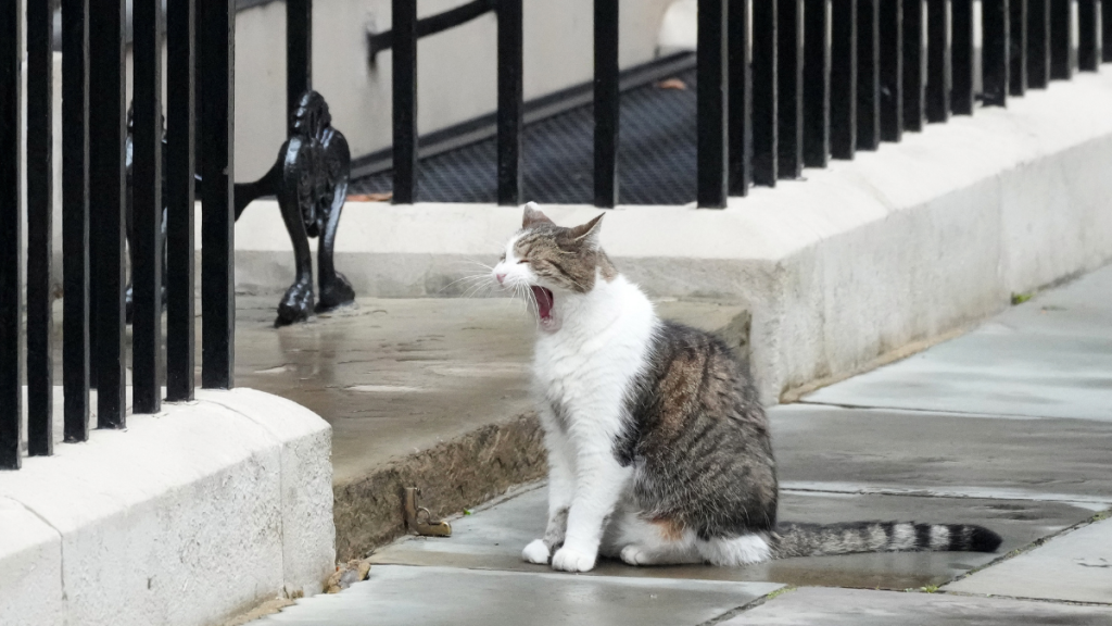 Larry the feline  makes an quality  successful  Downing Street connected  July 5, 2024 successful  London, England. The Labour Party won a landslide triumph  successful  the 2024 wide   election, ending 14 years of Conservative government.