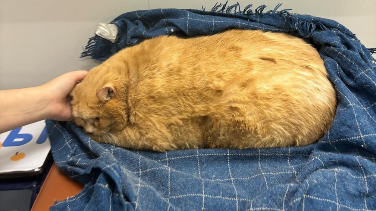 Crumbs, World's Heaviest Cat, Dies After Obesity Hides Fatal Tumors ...