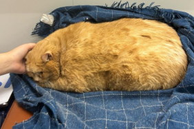 Crumbs world's heaviest cat tumors death