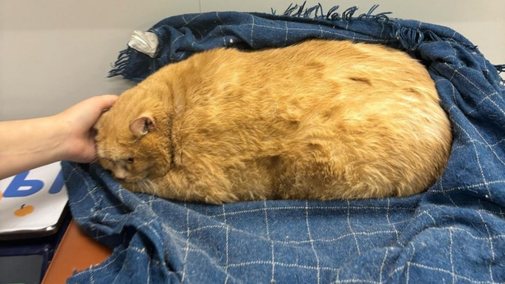 Crumbs world's heaviest cat tumors death