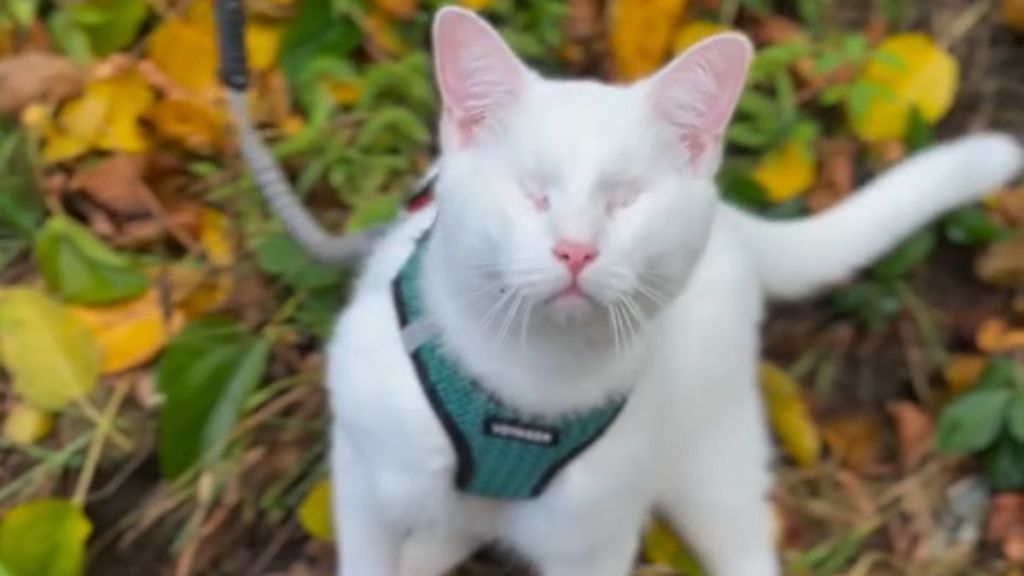 Blind cat Noey goes exploring as he experiences fall for the very first time.