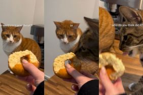 Internet famous tabby cat Loki unapologetically steals donut from owner's hand.