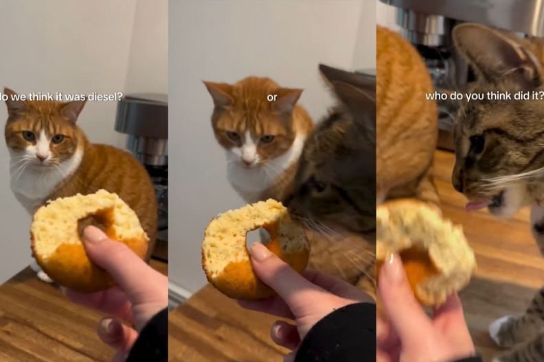 Internet famous tabby cat Loki unapologetically steals donut from owner's hand.