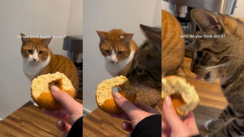 Internet famous tabby cat Loki unapologetically steals donut from owner's hand.