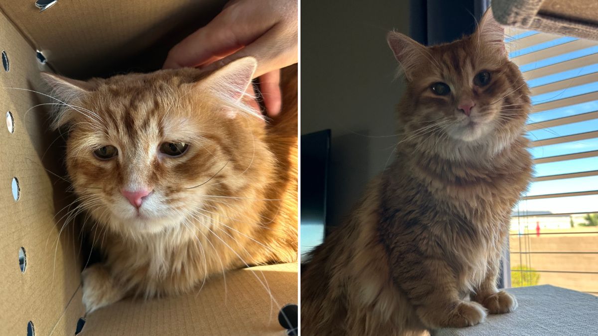 Man Adopts ‘Saddest’ Cat From Arizona Shelter to Heal After Pet’s